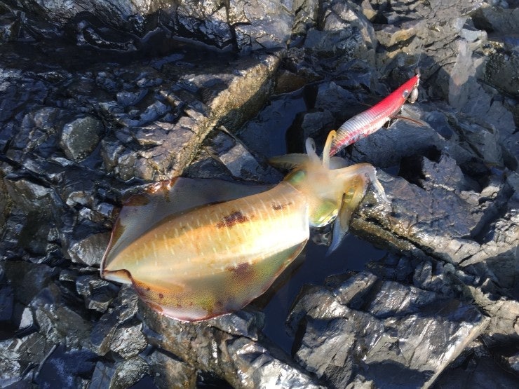 IMG_1165.JPG?type=w740